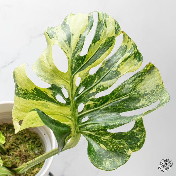 Monstera Deliciosa 'Ocean Mint' (wk48-UM)