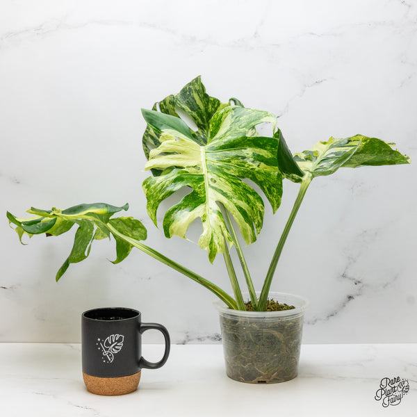 Monstera Deliciosa 'Ocean Mint' (wk48-UM)