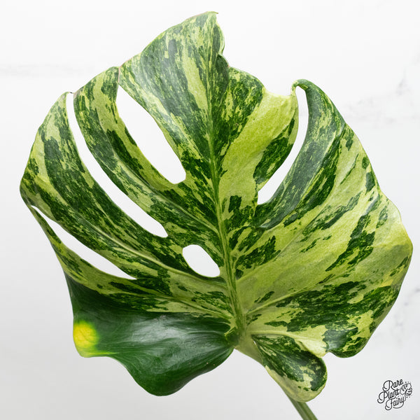 Monstera Deliciosa 'Ocean Mint' (wk48-UM)