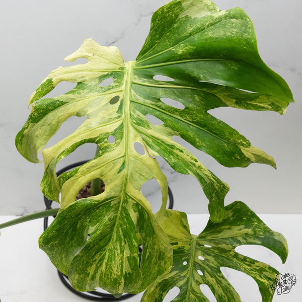 Monstera Deliciosa 'Ocean Mint' (wk49-UG)