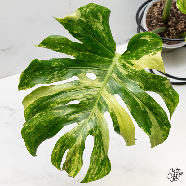 Monstera Deliciosa 'Ocean Mint' (wk49-UG)