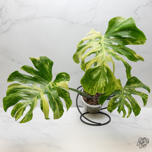 Monstera Deliciosa 'Ocean Mint' (wk49-UG)