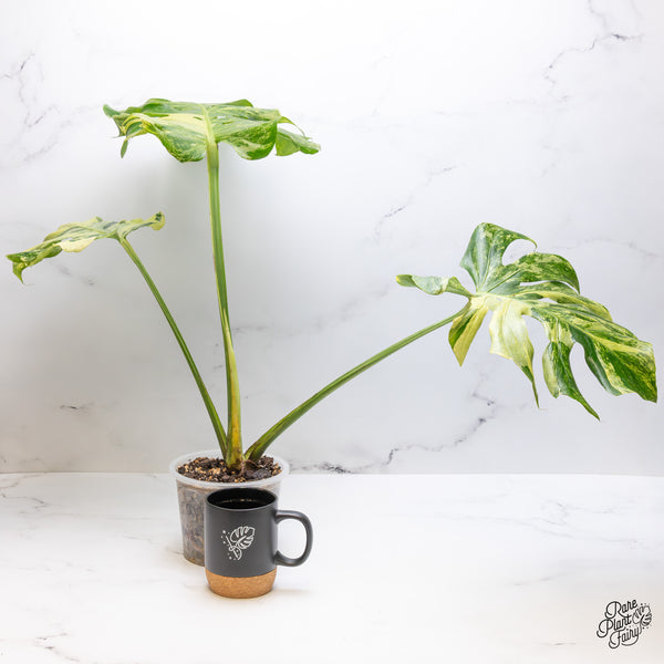 Monstera Deliciosa 'Ocean Mint' (wk50-UN)