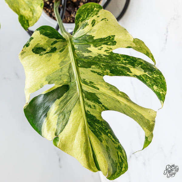 Monstera Deliciosa 'Ocean Mint' (wk50-UN)