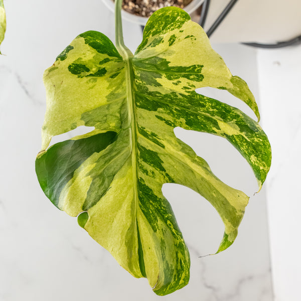 Monstera Deliciosa 'Ocean Mint' (wk6-UO)