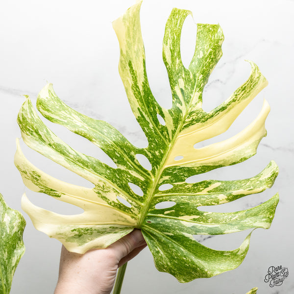 Monstera Deliciosa 'Platinum' (wk51-UK)