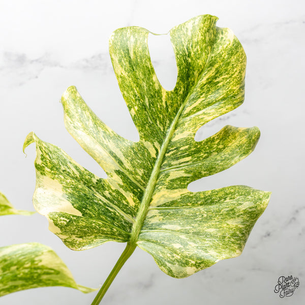 Monstera Deliciosa 'Platinum' (wk51-UK)