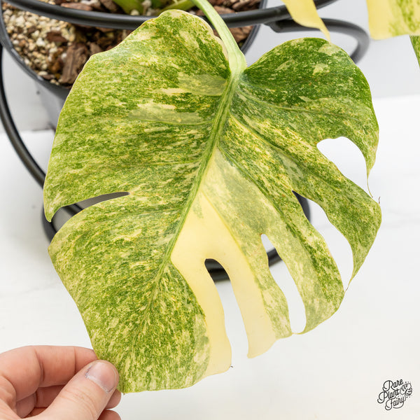 Monstera Deliciosa 'Platinum' (wk51-UK)