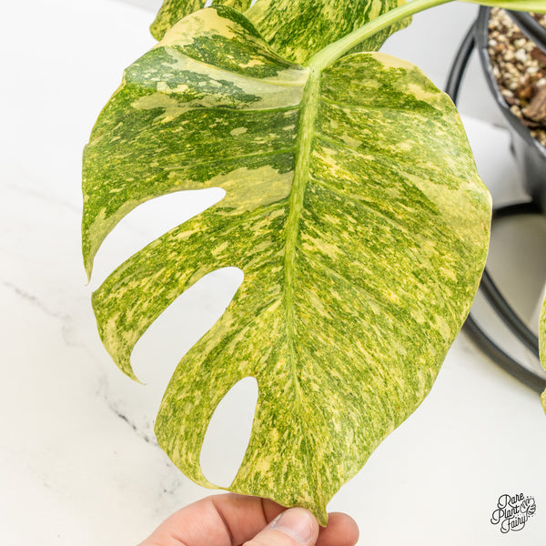 Monstera Deliciosa 'Platinum' (wk51-UK)