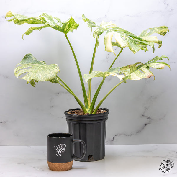 Monstera Deliciosa 'Platinum' (wk51-UK)