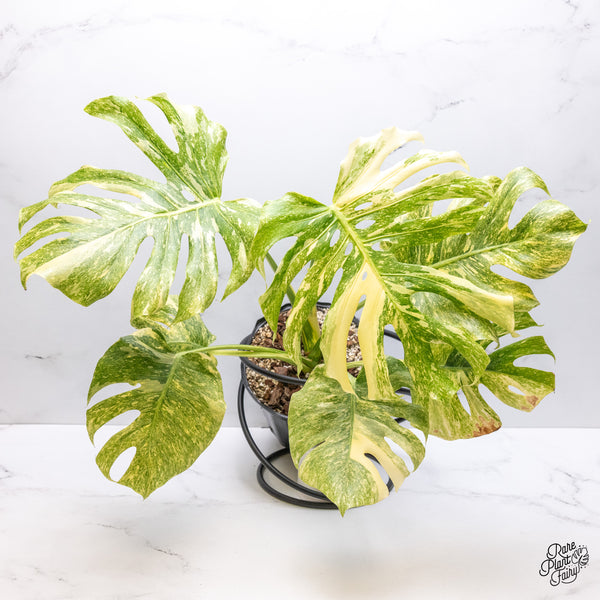 Monstera Deliciosa 'Platinum' (wk51-UK)