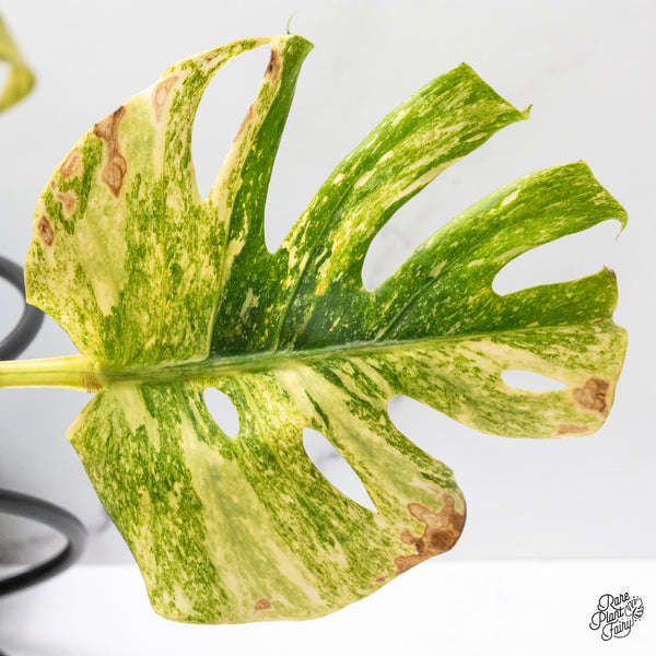 Monstera Deliciosa 'Platinum' (wk51-UK)