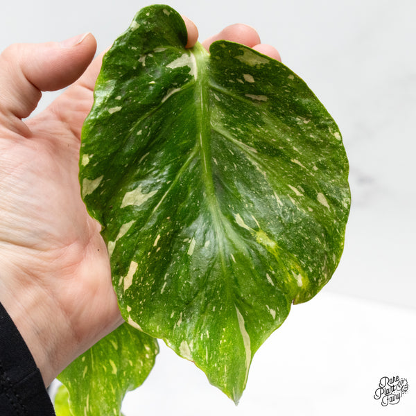 Monstera Deliciosa Thai constellation Tricolor *Contorted* (wk50-B)