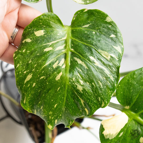Monstera Deliciosa Thai constellation Tricolor *Contorted* (wk50-B)