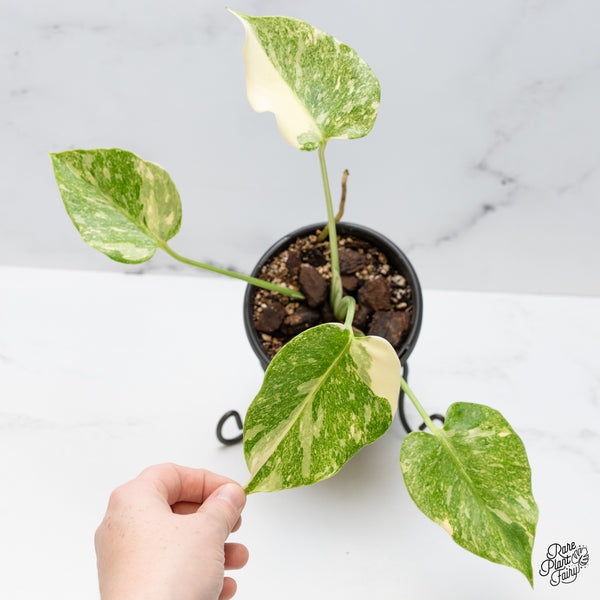 Monstera Deliciosa 'Platinum' (wk49-C)