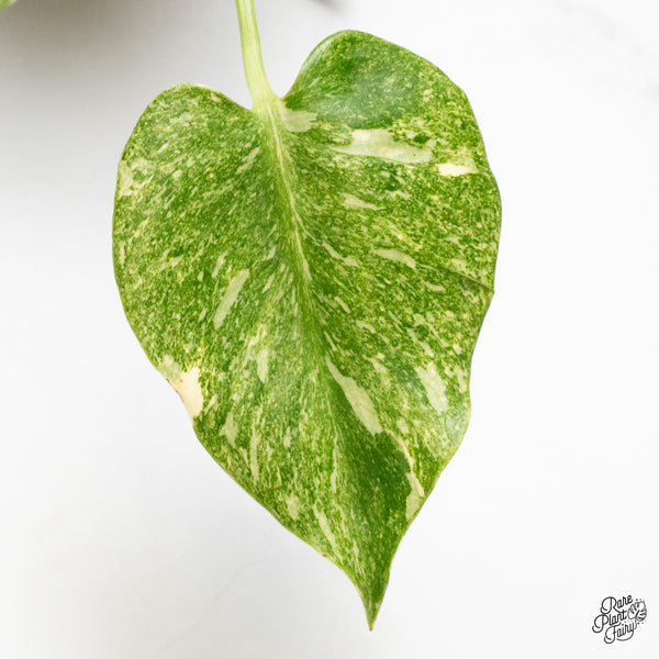 Monstera Deliciosa 'Platinum' (wk49-C)