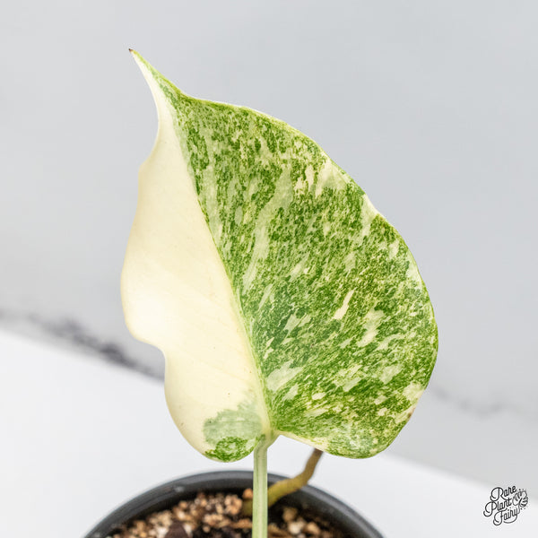 Monstera Deliciosa 'Platinum' (wk49-C)