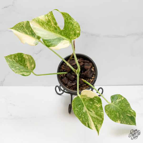 Monstera Deliciosa 'Thai Constellation' "Platinum" (wk6-UK)