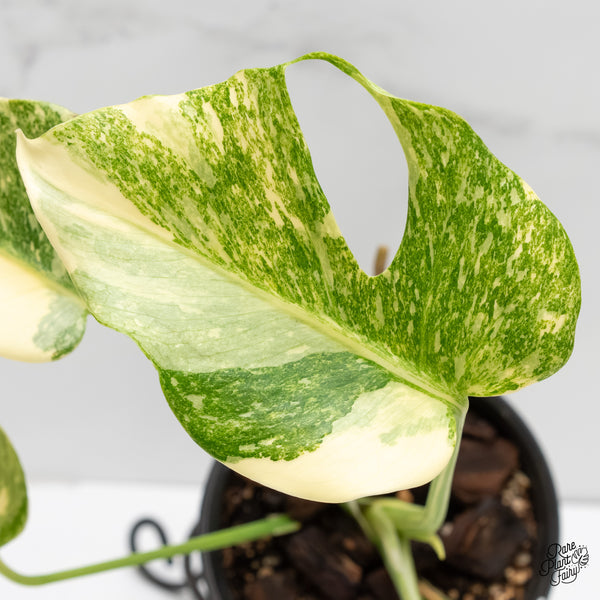 Monstera Deliciosa 'Thai Constellation' "Platinum" (wk6-UK)