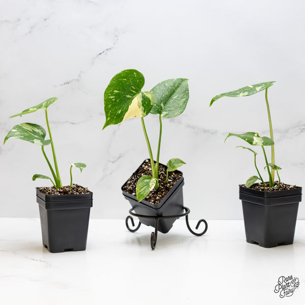 Monstera deliciosa 'Thai Constellation' *Grower's Choice*