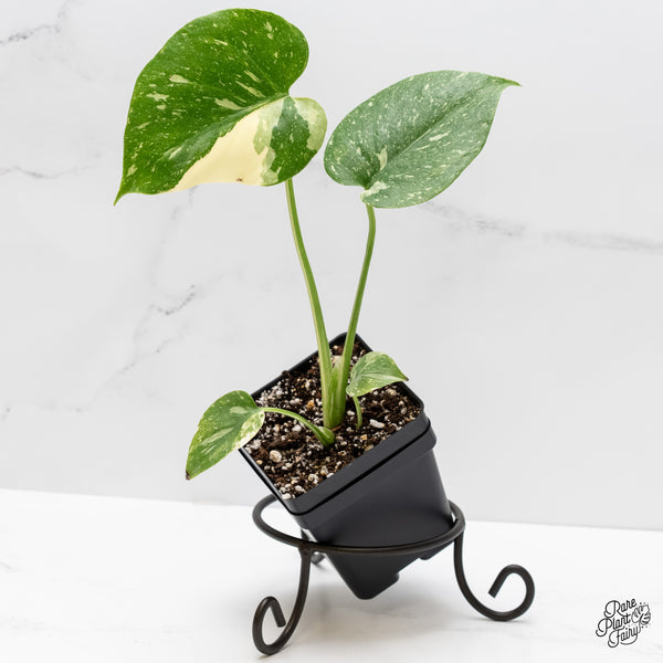 Monstera deliciosa 'Thai Constellation' *Grower's Choice*
