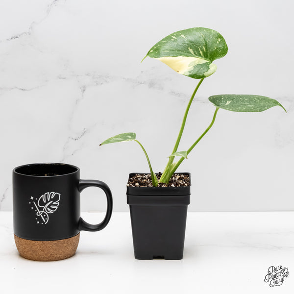 Monstera deliciosa 'Thai Constellation' *Grower's Choice*