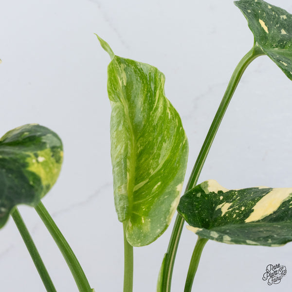 Monstera Deliciosa Thai Constellation Tricolor *Contorted* (wk37-M)