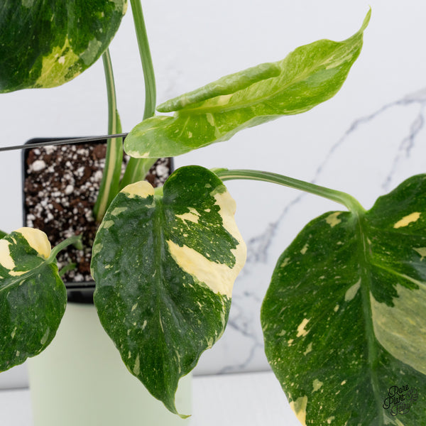 Monstera Deliciosa Thai Constellation Tricolor *Contorted* (wk37-M)