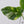 Monstera Deliciosa Thai Constellation Tricolor *Contorted* (wk37-M)