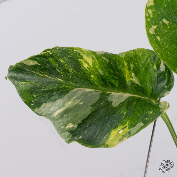 Monstera Deliciosa Thai Constellation Tricolor *Contorted* (wk37-M)
