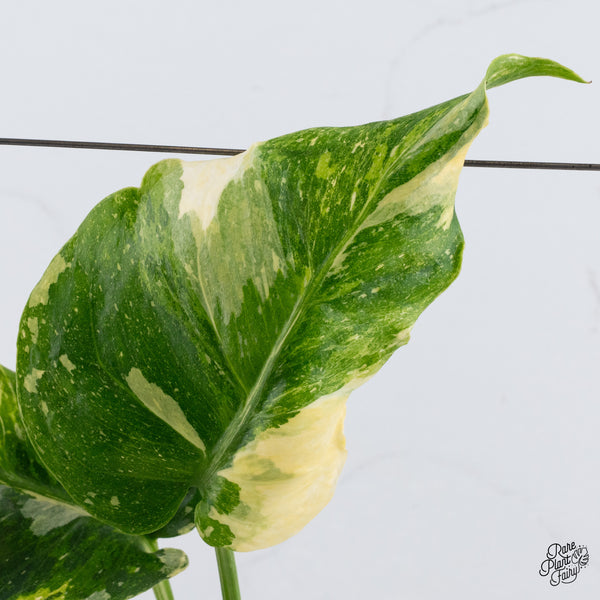 Monstera Deliciosa Thai Constellation Tricolor *Contorted* (wk37-M)