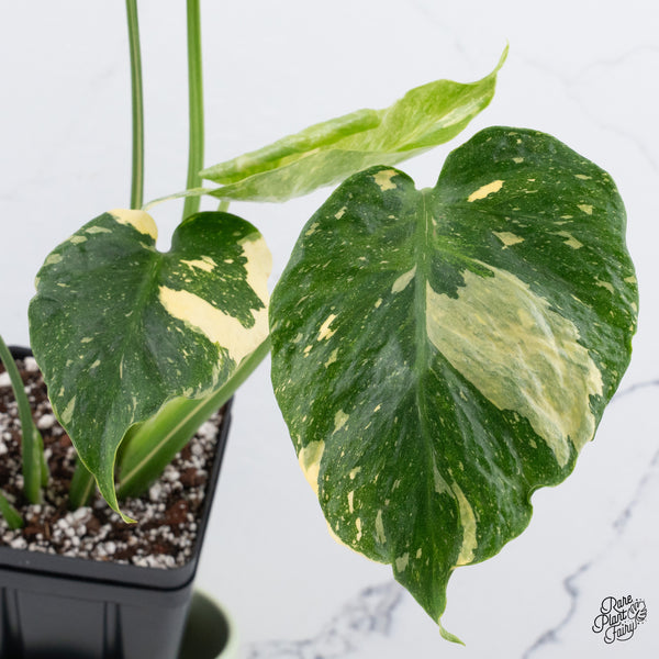 Monstera Deliciosa Thai Constellation Tricolor *Contorted* (wk37-M)