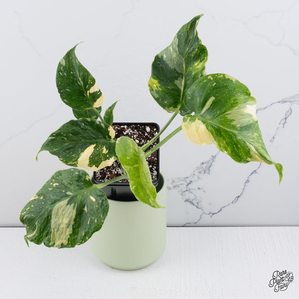 Monstera Deliciosa Thai Constellation Tricolor *Contorted* (wk37-M)