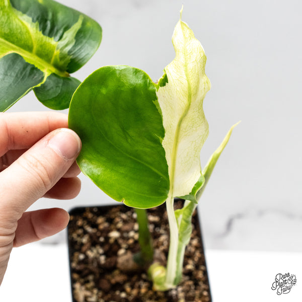 Monstera Deliciosa 'White Lava' (wk50-UE)