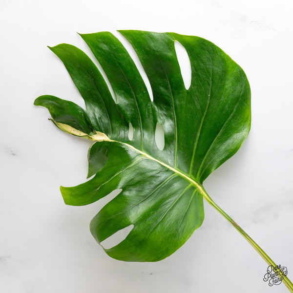 Monstera Deliciosa 'White Lava' (wk50-UP)