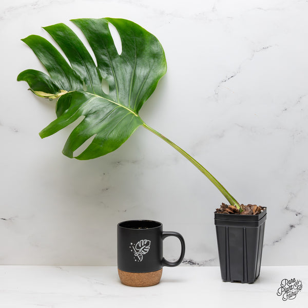 Monstera Deliciosa 'White Lava' (wk50-UP)