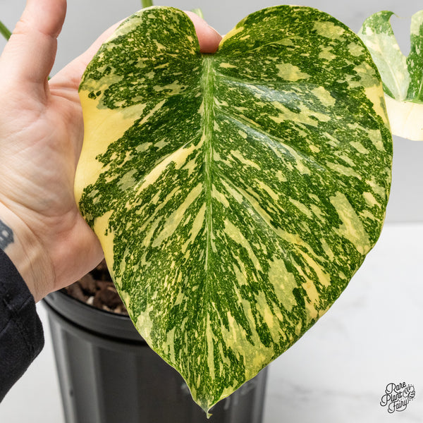 Monstera Deliciosa 'White Snow' (Thai Constellation Mutation) (wk50-E)