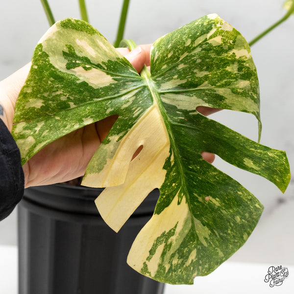 Monstera Deliciosa 'White Snow' (Thai Constellation Mutation) (wk50-E)