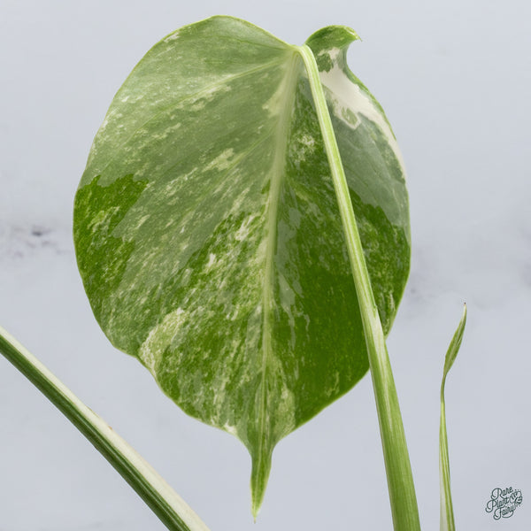 Monstera Deliciosa Albo Variegated (Small Form/Borsigiana) (wk34-D)