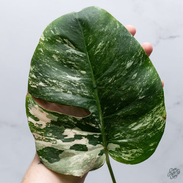Monstera Deliciosa Albo Variegated (Small Form/Borsigiana) (wk34-D)