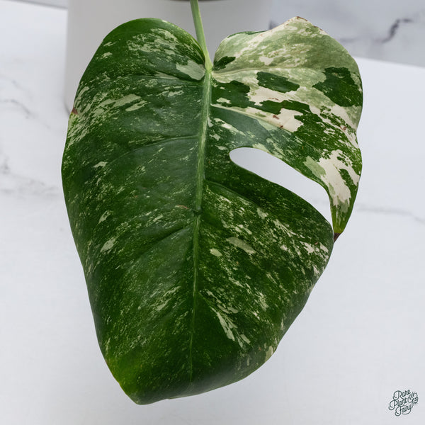 Monstera Deliciosa Albo Variegated (Small Form/Borsigiana) (wk34-D)