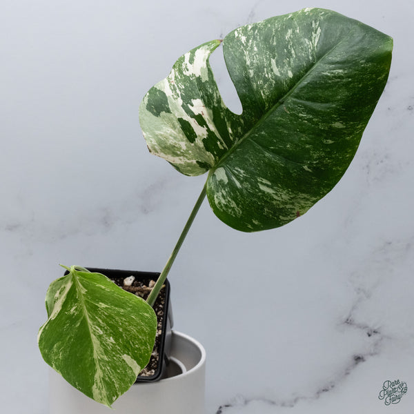 Monstera Deliciosa Albo Variegated (Small Form/Borsigiana) (wk34-D)