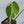 Monstera Deliciosa Albo Variegated (Small Form/Borsigiana) (wk34-D)