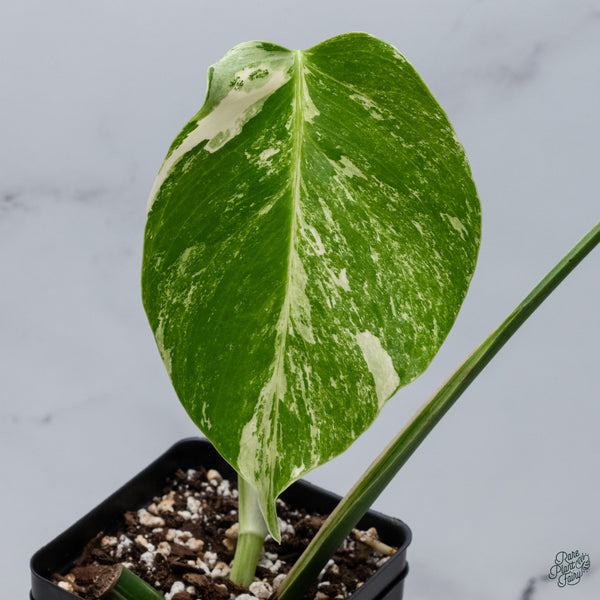 Monstera Deliciosa Albo Variegated (Small Form/Borsigiana) (wk34-D)