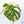 Monstera Deliciosa Albo Variegated (Small Form/Borsigiana) (wk36-E)
