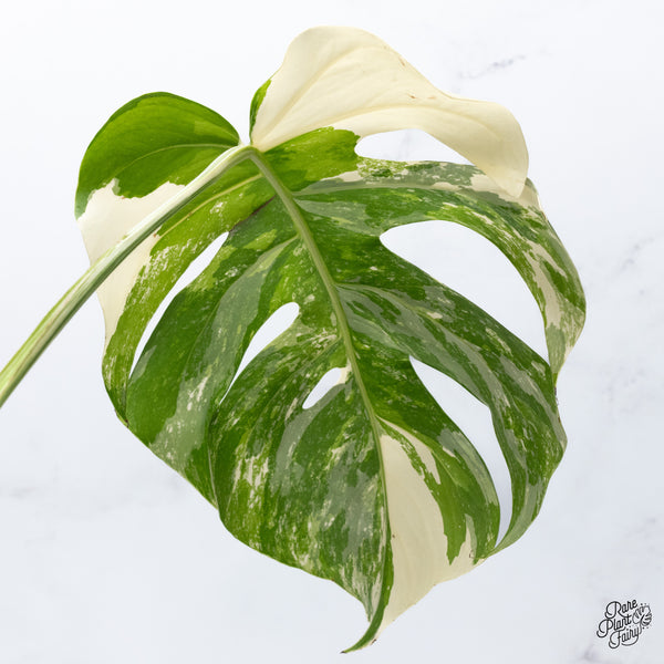 Monstera Deliciosa Albo Variegated (Small Form/Borsigiana) (wk36-E)