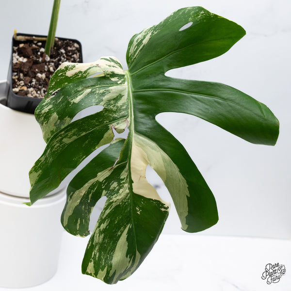 Monstera Deliciosa Albo Variegated (Small Form/Borsigiana) (wk36-E)
