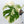 Monstera Deliciosa Albo Variegated (Small Form/Borsigiana) (wk36-E)