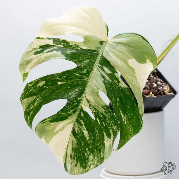 Monstera Deliciosa Albo Variegated (Small Form/Borsigiana) (wk36-E)