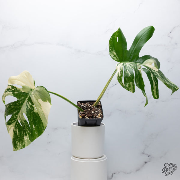 Monstera Deliciosa Albo Variegated (Small Form/Borsigiana) (wk36-E)